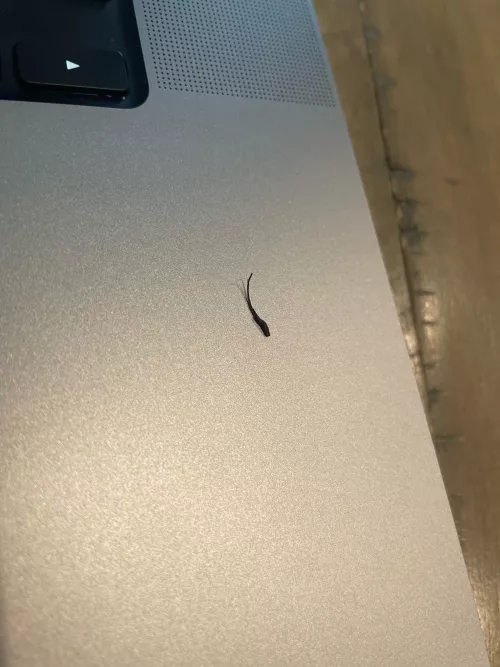 Pulled this bad boy off my beard this morning. by PHATSACK