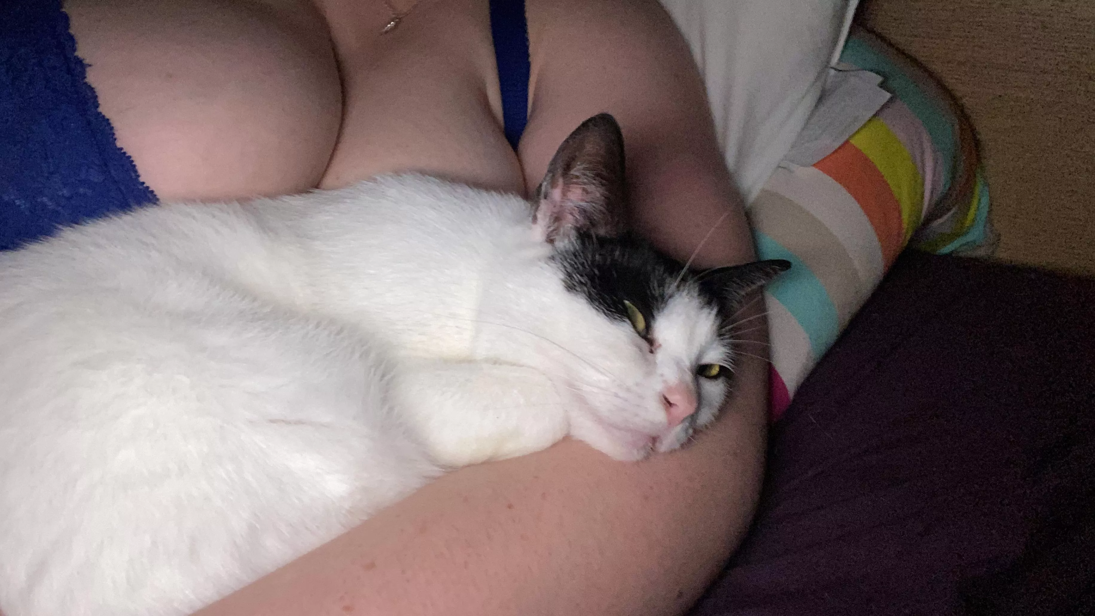 Kitty cuddles posted by Throwaway7352963