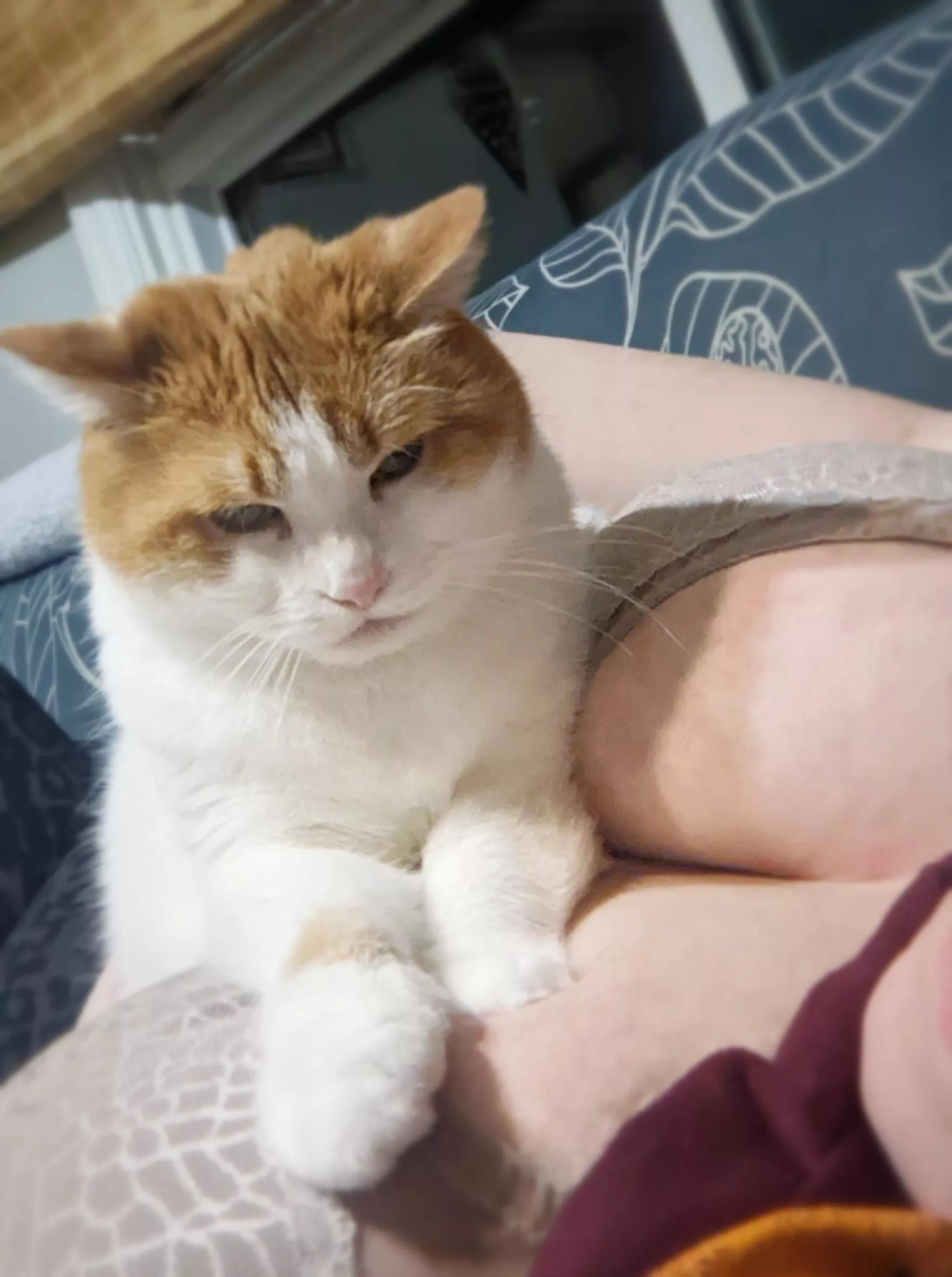 My kitty found the softest pillows in the house! posted by lalley_cat