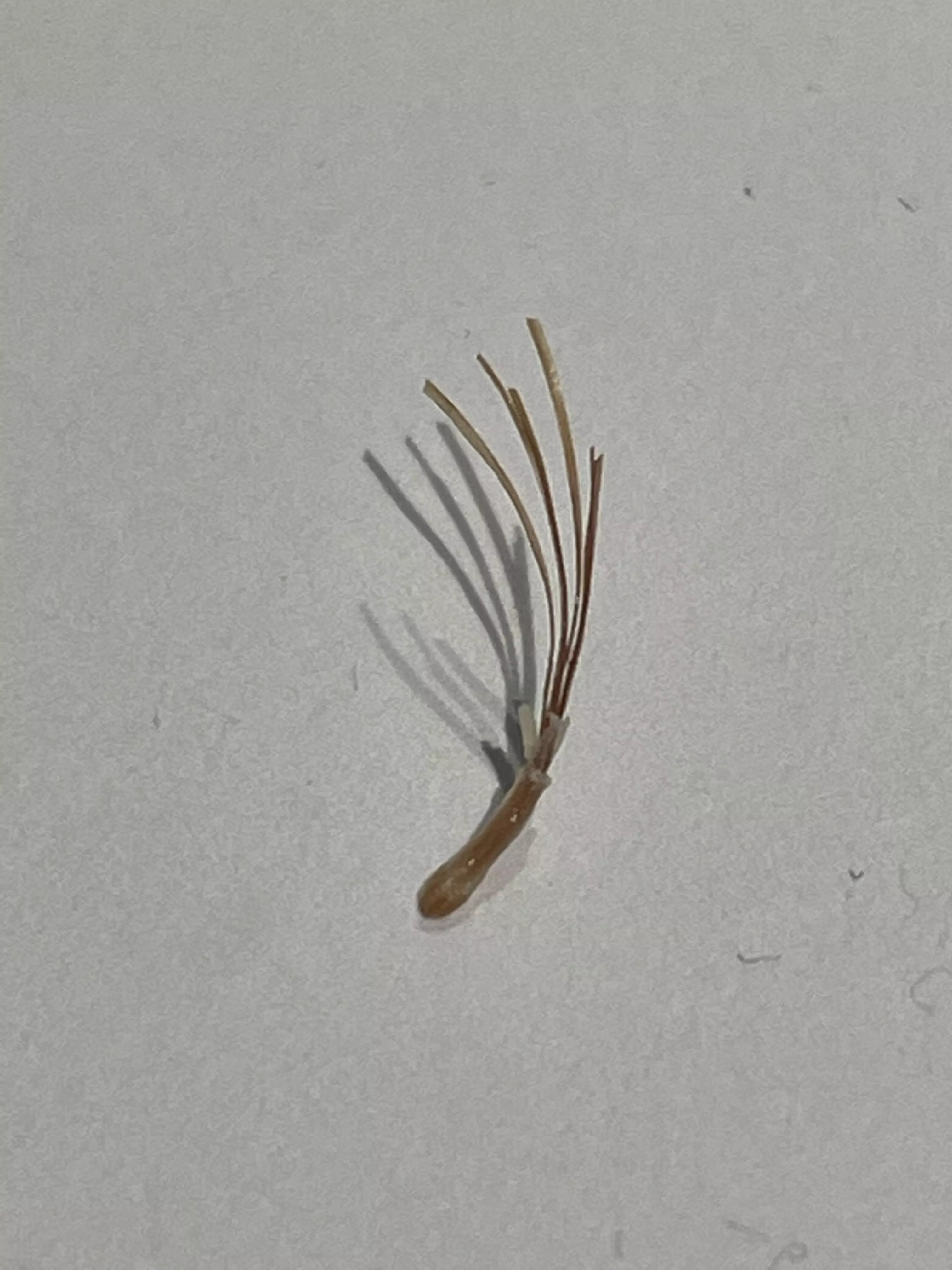 Pulled out with my fingers posted by Tasty_Imagination681