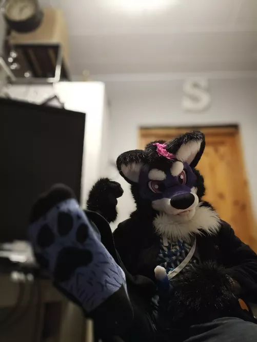 This woof is back with some new beans by Shadowfur_Coldfang