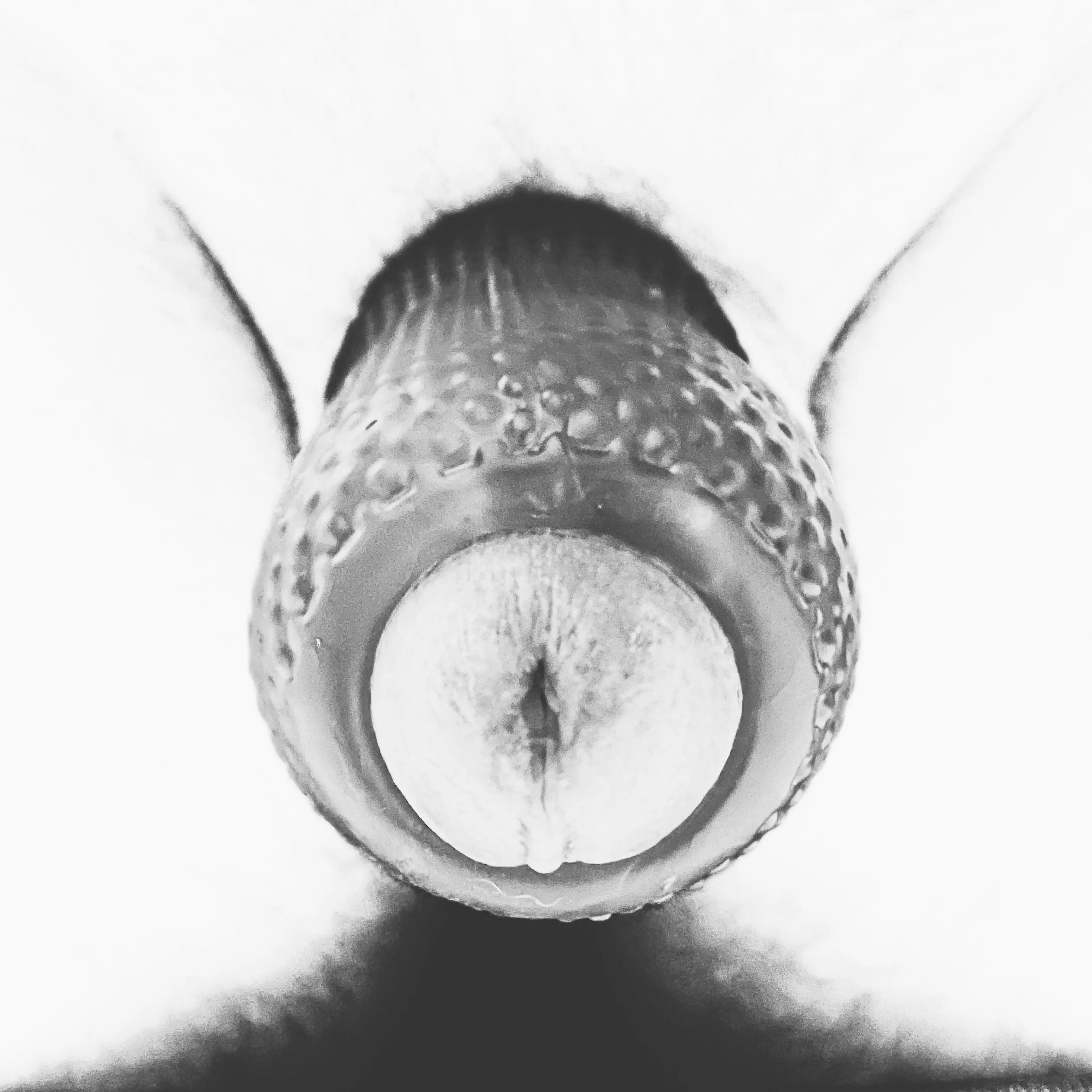 Please help me cum? On your face or ass, what you like? posted by Substantial_Bee_5678