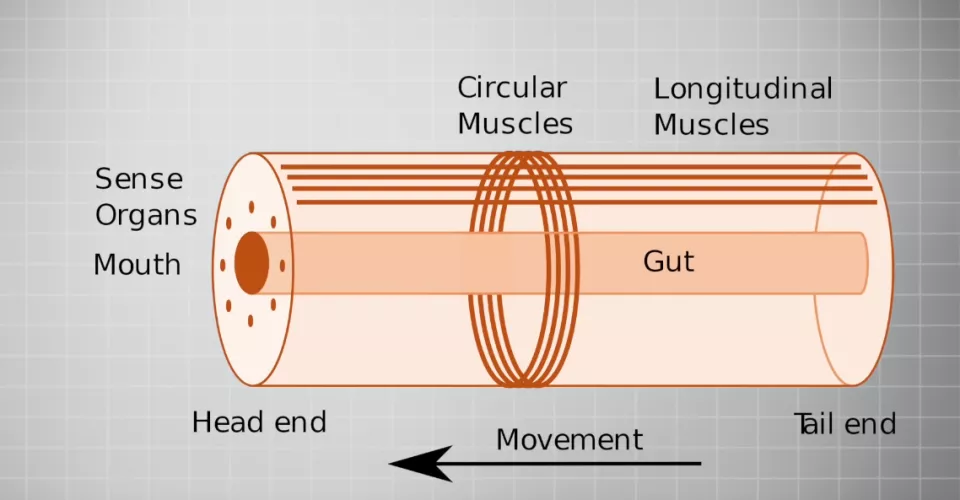 The ideal partner by GnoblinRed
