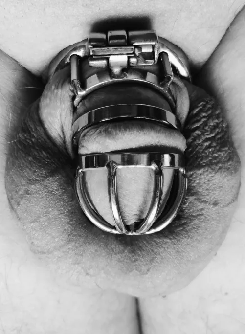 New cage in time for Christmas by red_tyke1887