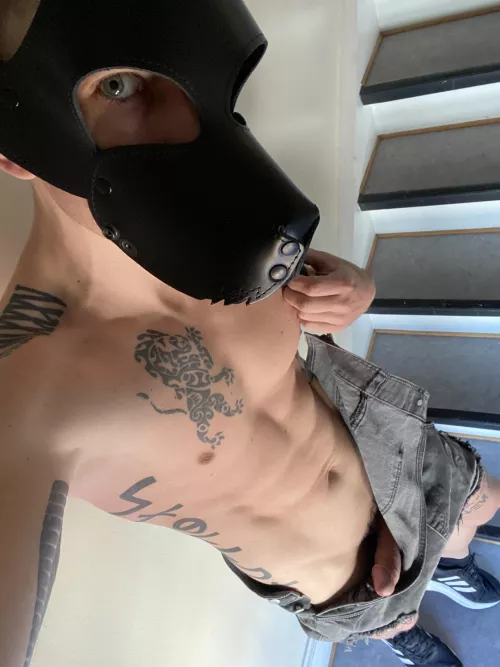 Danish pup by amazingdane85