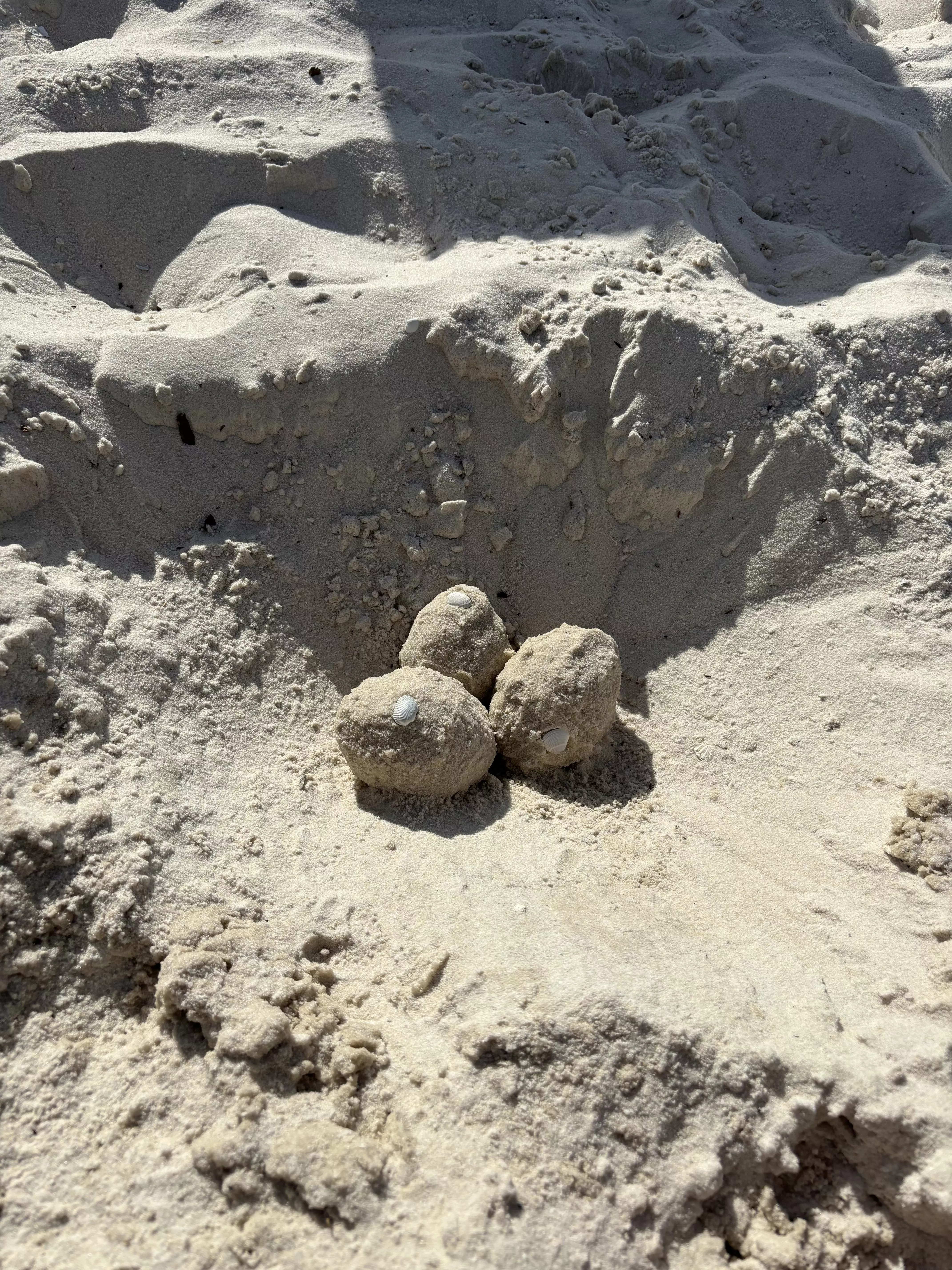 found some marine eggs on the beach today posted by melvinmetal