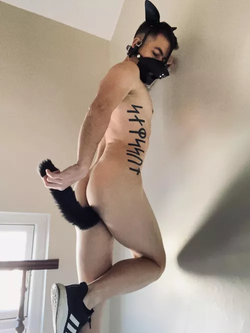 Danish pup by amazingdane85