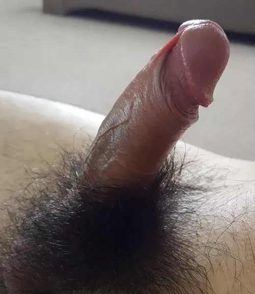 Full grown bush by kdick9