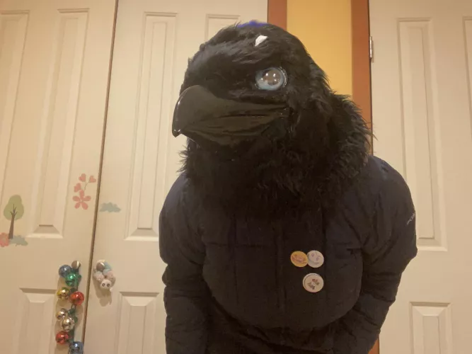 Happy Feathersuit Friday! :D (photo by me) 💙🐦‍⬛ by TheCreepy_Corvid