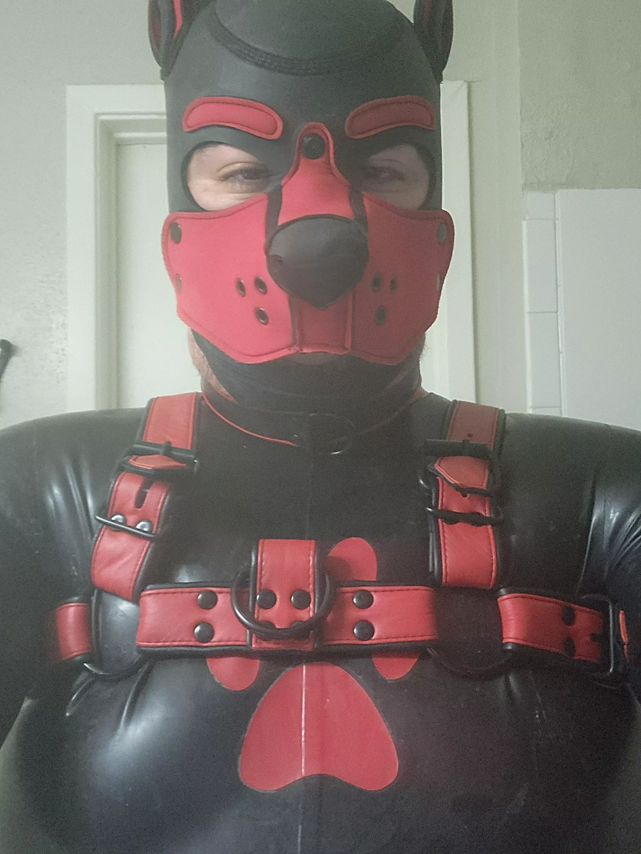 Pups First Suit! posted by Creepy-Category6885