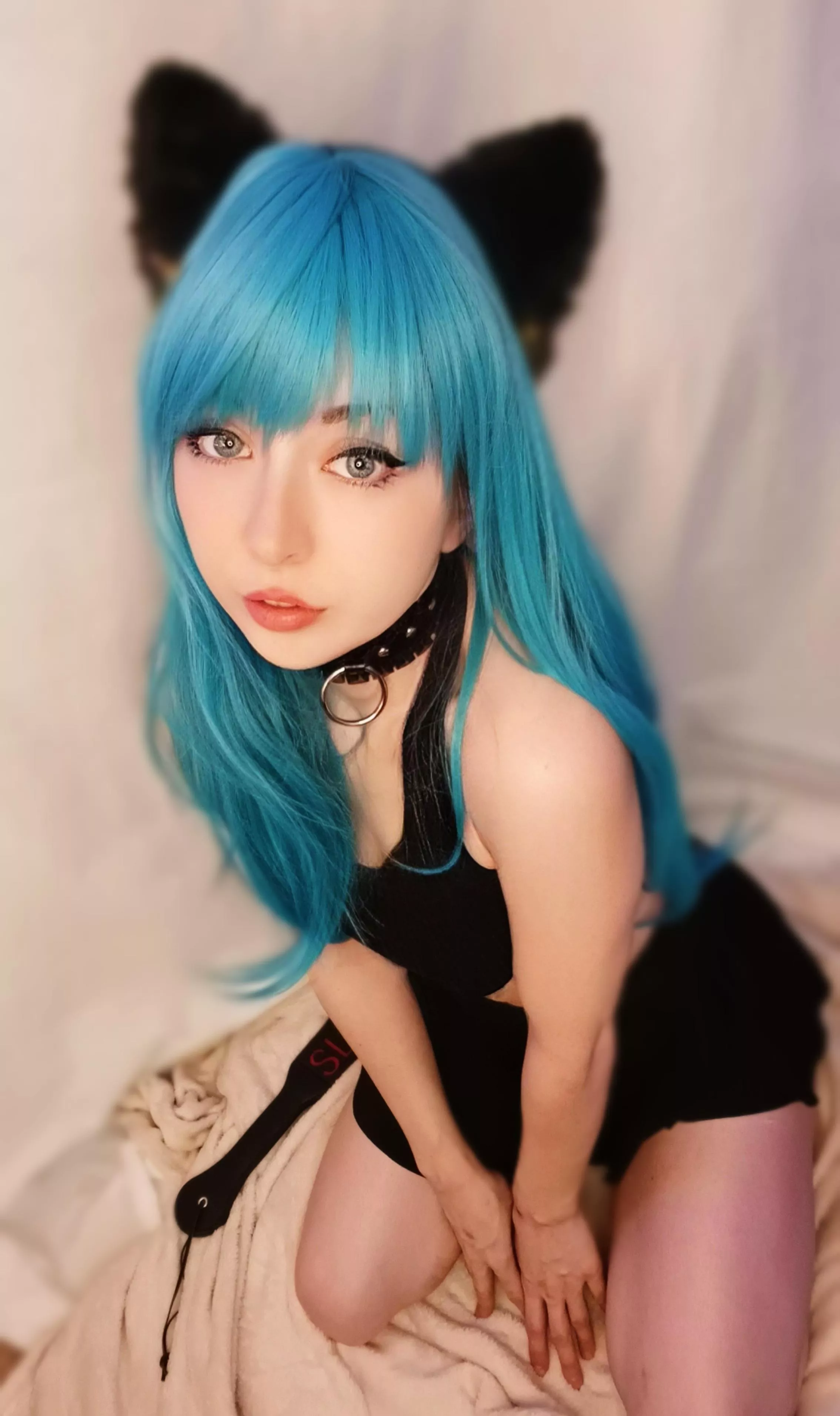 this kitten is leash trained 💕 posted by starlitsirenx