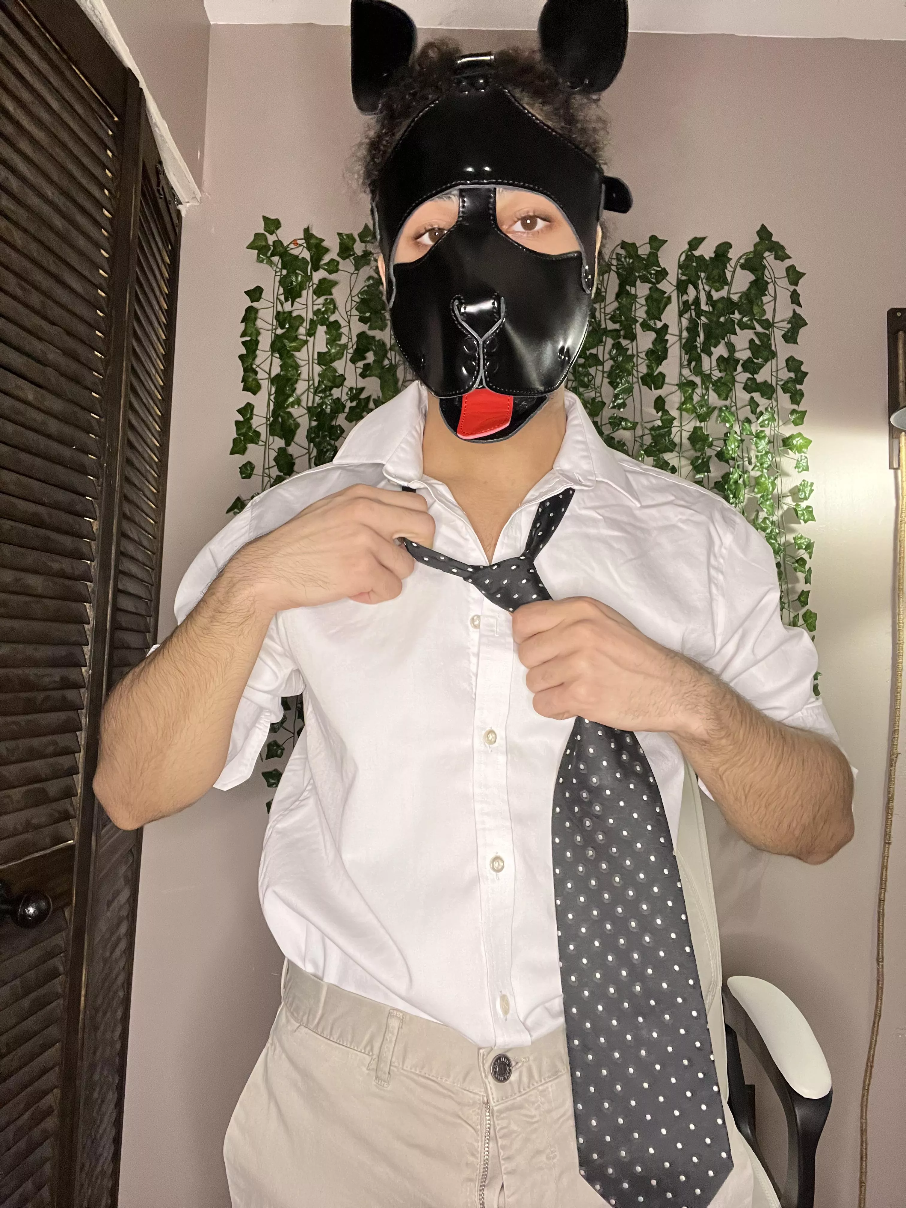 Arrrroooo Goodmorning ☺️ time for work posted by Lilpapitheepuppy