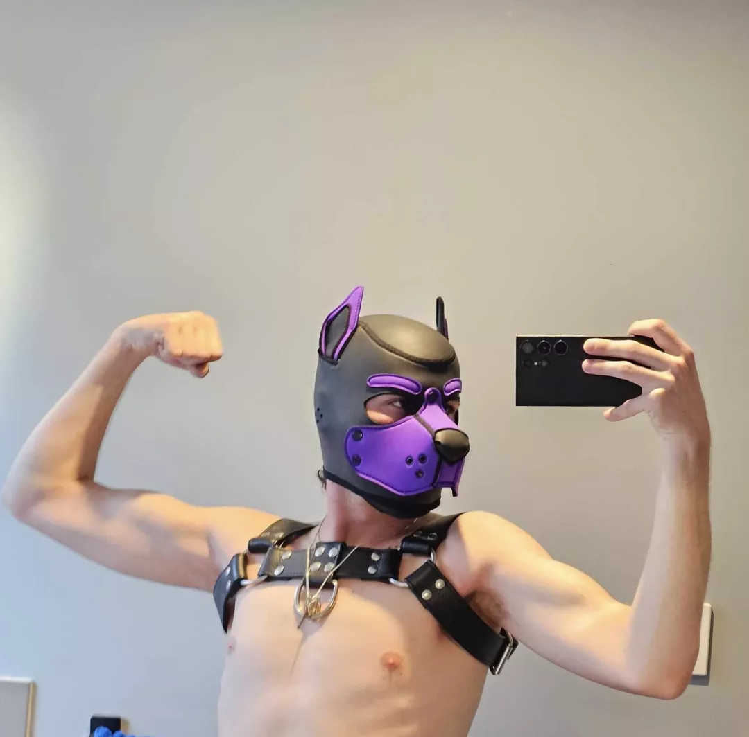 Aussie Pups do it better 😏 posted by PupKenai