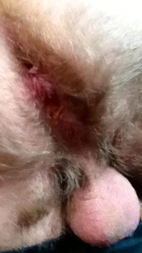 Musky by Classiccock