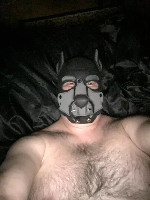 This wolf formally says hello. by Glittering_Pack494