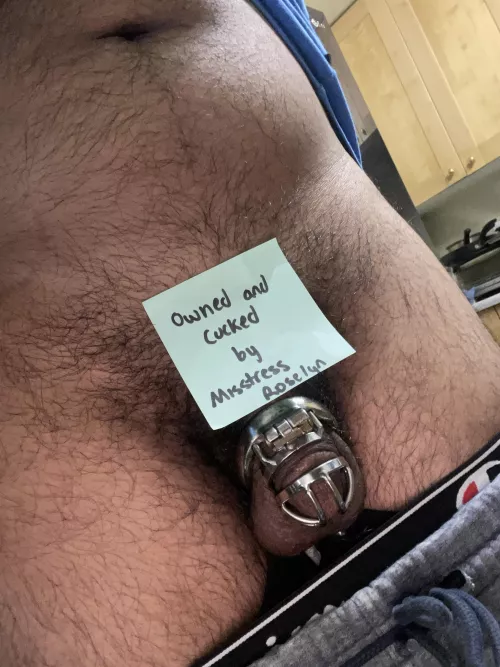 My new brat enjoying being cucked by Roselyngates