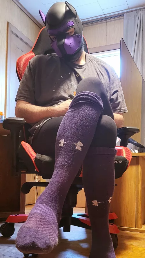 Purple pup 💜🖤 by Carver_Cassanova