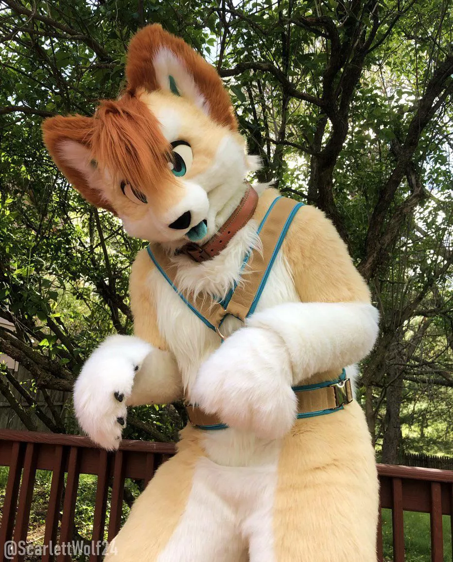 Hihi!! ✨🐾🐾 Happy Fursuit Friday!! posted by scarlettwolf24