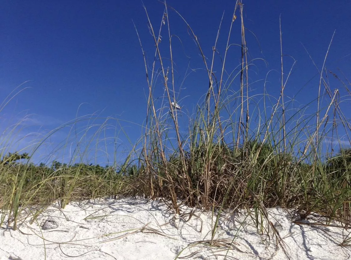 Beach Day posted by Altruistic_Advance90