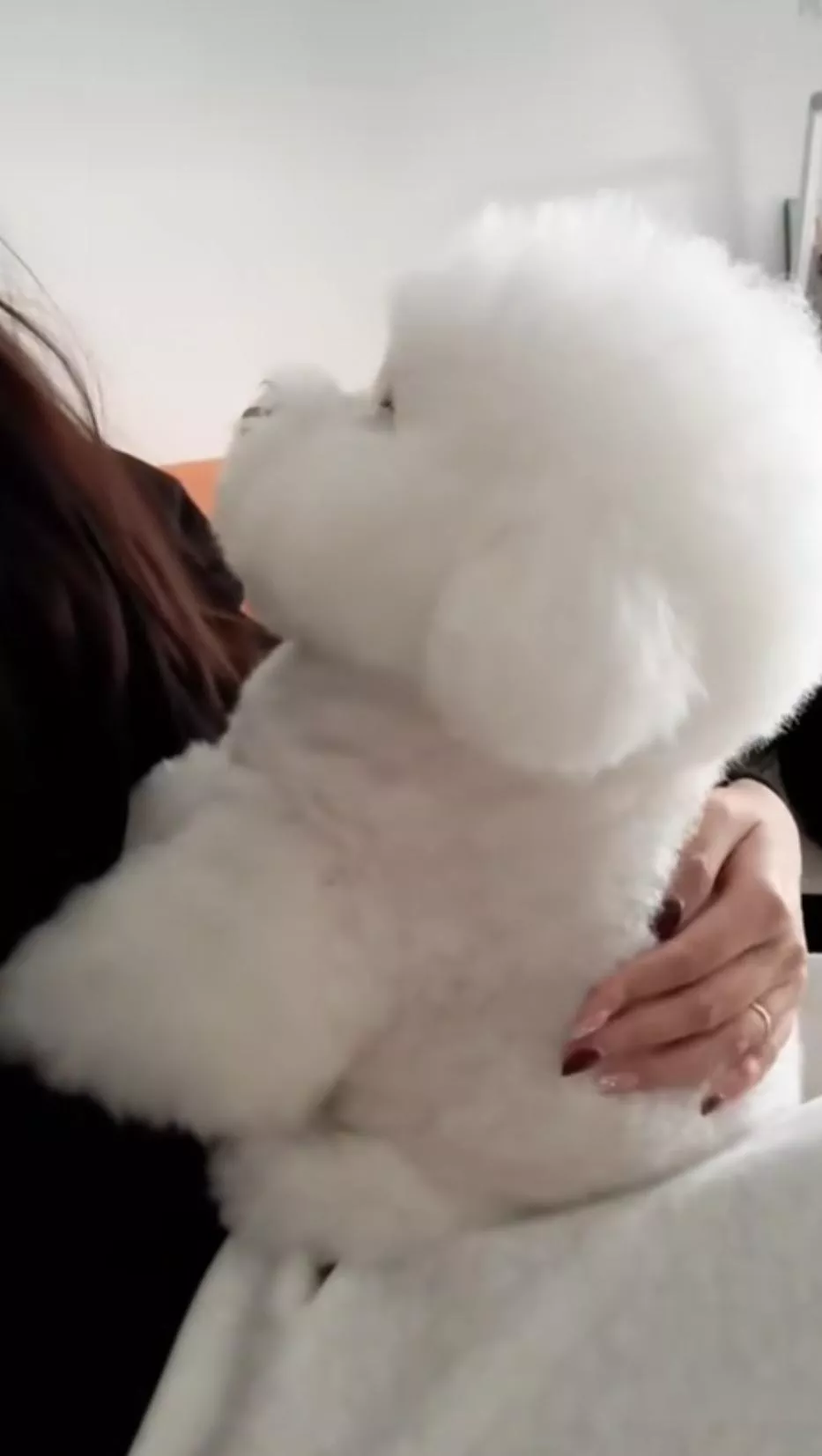 Cutest dog posted by Healthy_Method8676