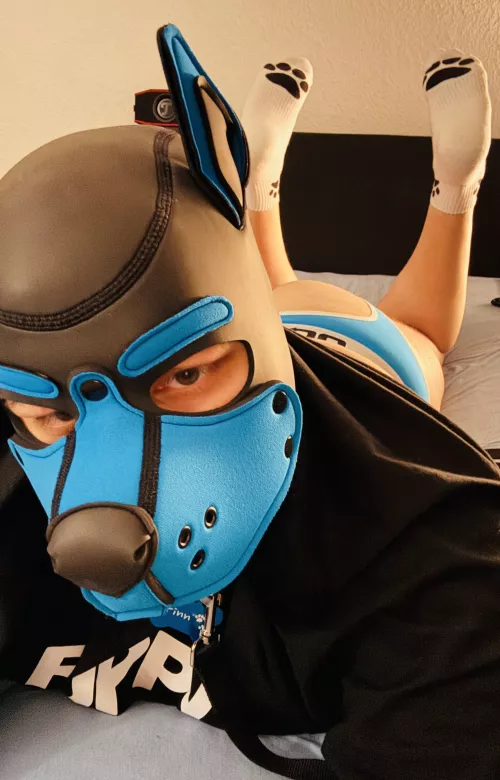 Woof! 🐶 Today Finn is a bit naughty 🐾🐕 by pup_finn_