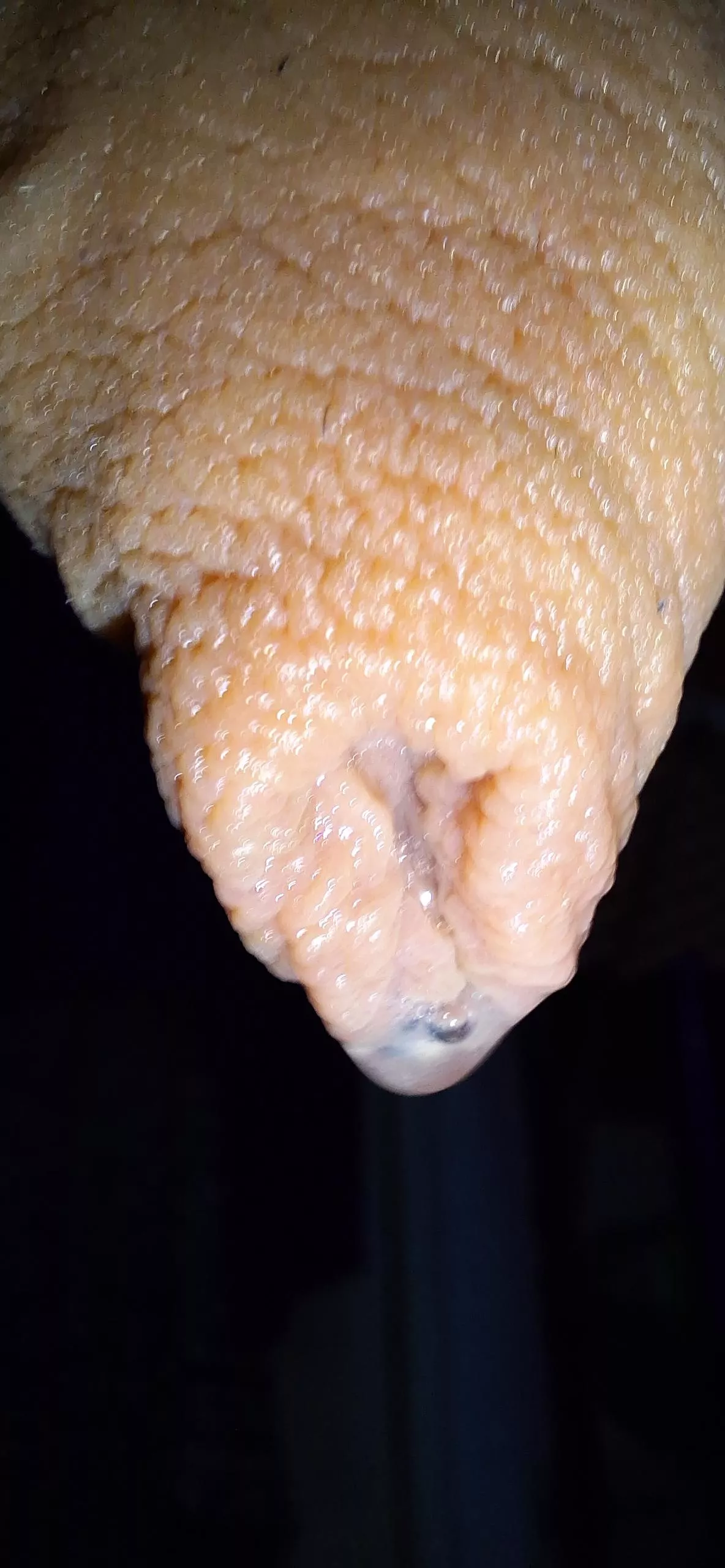 Precum drip posted by Edge221