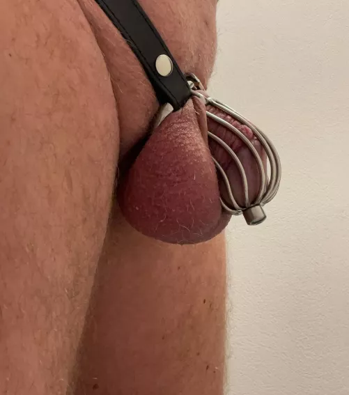 Since 2021 my little cock has been in the cage, I am no longer allowed to fuck my wife...only licking and orgasm in the cage and I love it☺️ by foxandeagle24