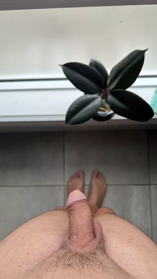 Watch me get hard by the window by slimozguy