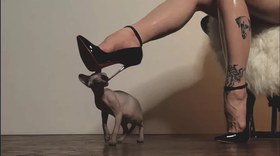 My cat like them too by snakenest_