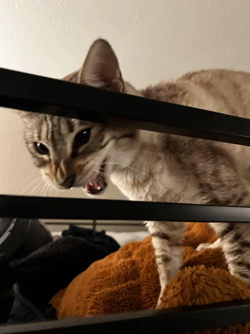 What happened to this sub? It is full of ai images, shitty spirals and seizure inducing videos now, barely any actual hypnosis. (Picture of my cat so I can post) by Alt-Hentai-Account