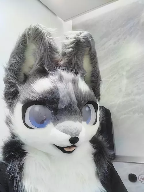 Too shy to leave airport toilet with fursuit on. Someone motivate me and I'll take pic of myself wearing the suit at Sydney airport by Brian0749