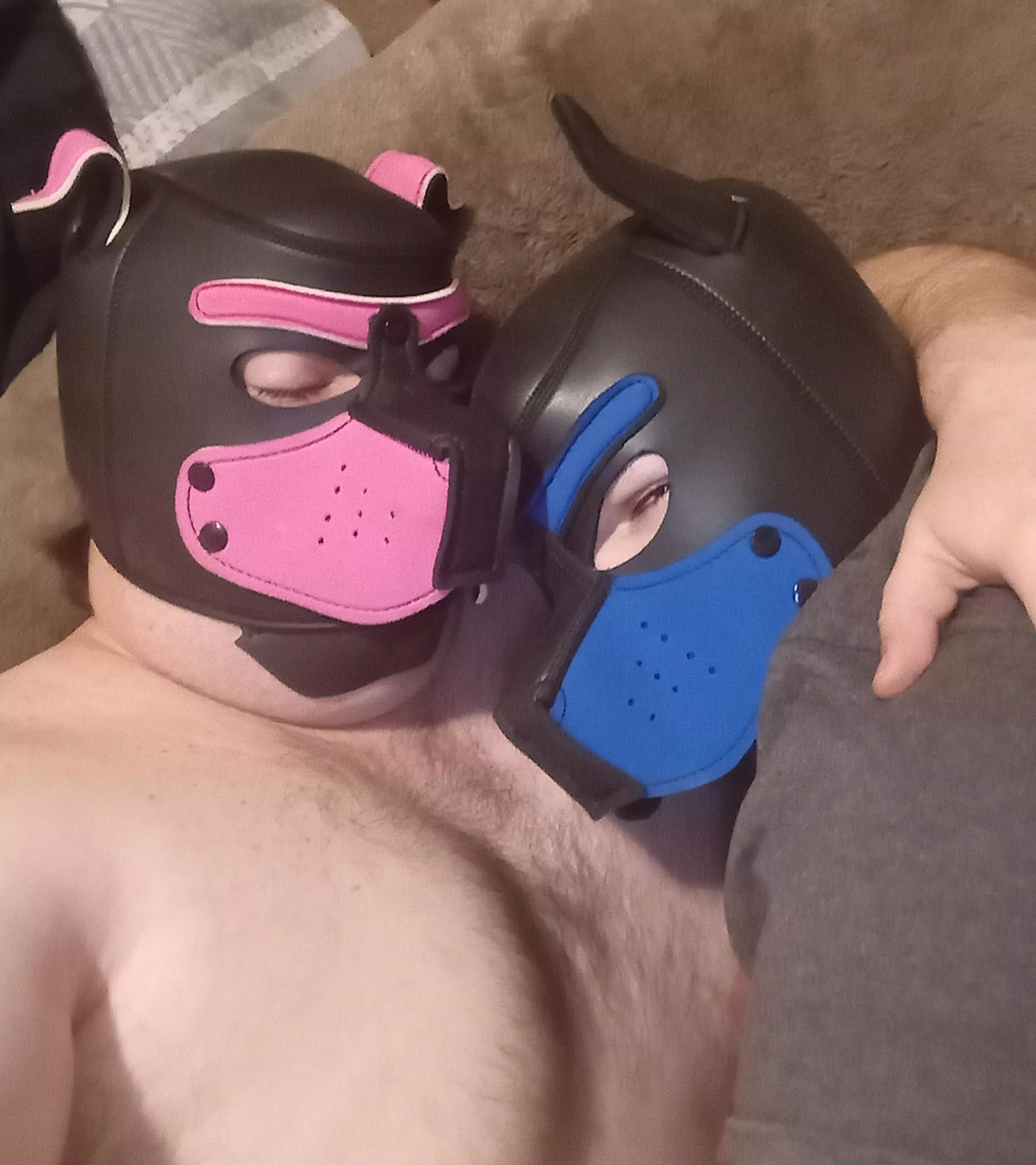 BF wanted a hood 🐶 posted by Gruvali