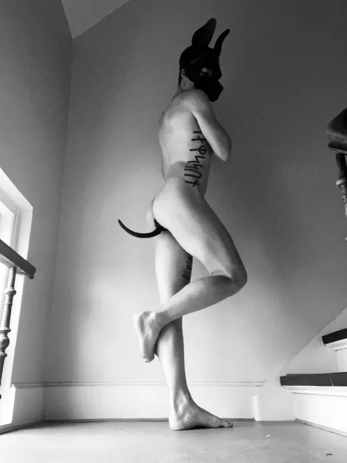 Amazing Dane by amazingdane85