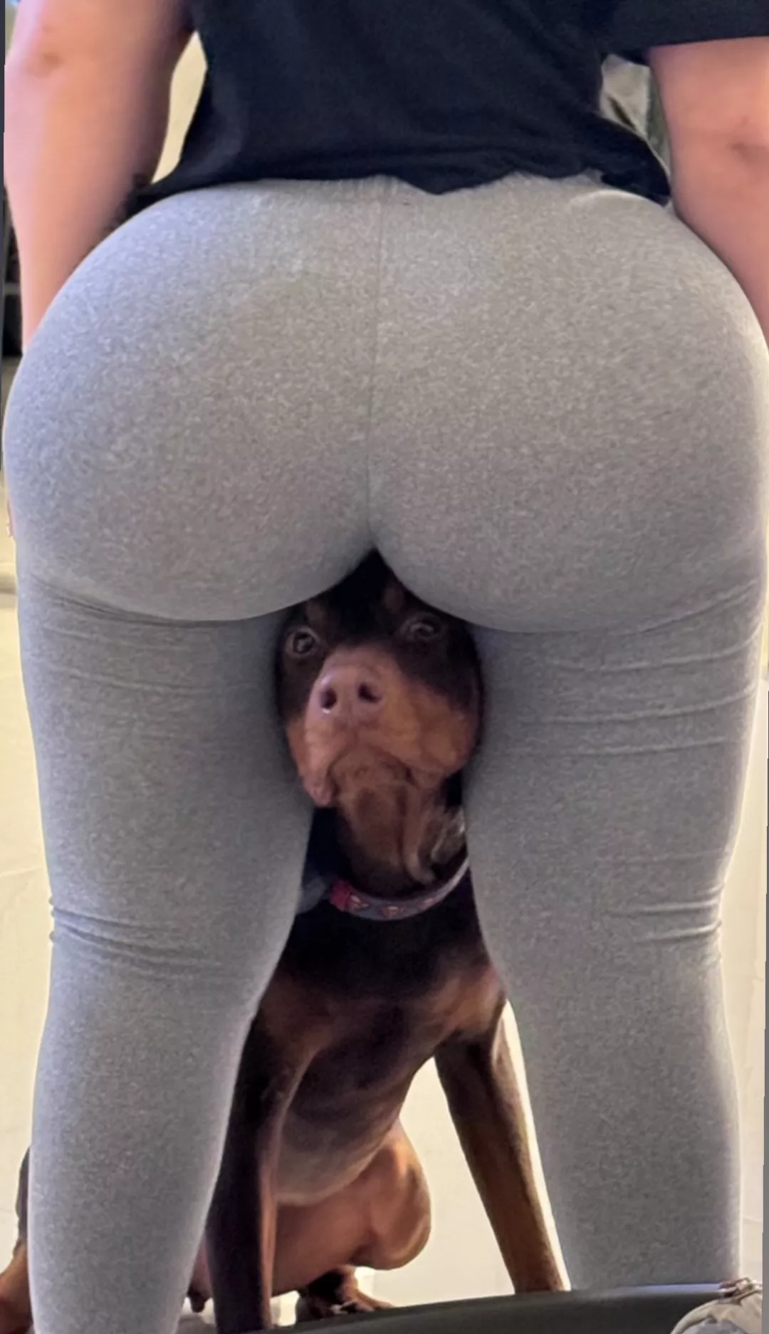 Hello Puppy posted by vocaza