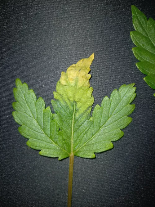 Hey , got some trouble if somone can gives me some explanation :) Have a great day m8 😶‍🌫️😎 by elexiirs