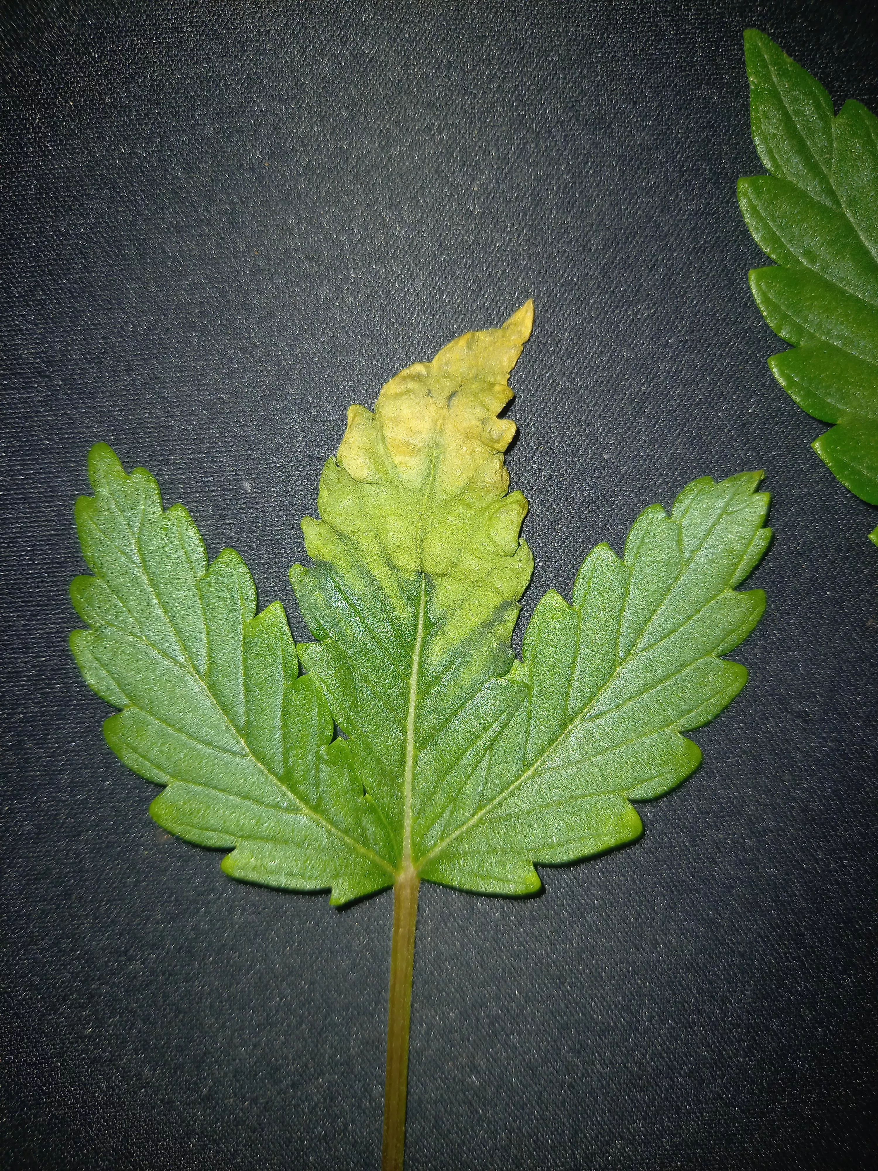 Hey , got some trouble if somone can gives me some explanation :) Have a great day m8 😶‍🌫️😎 posted by elexiirs