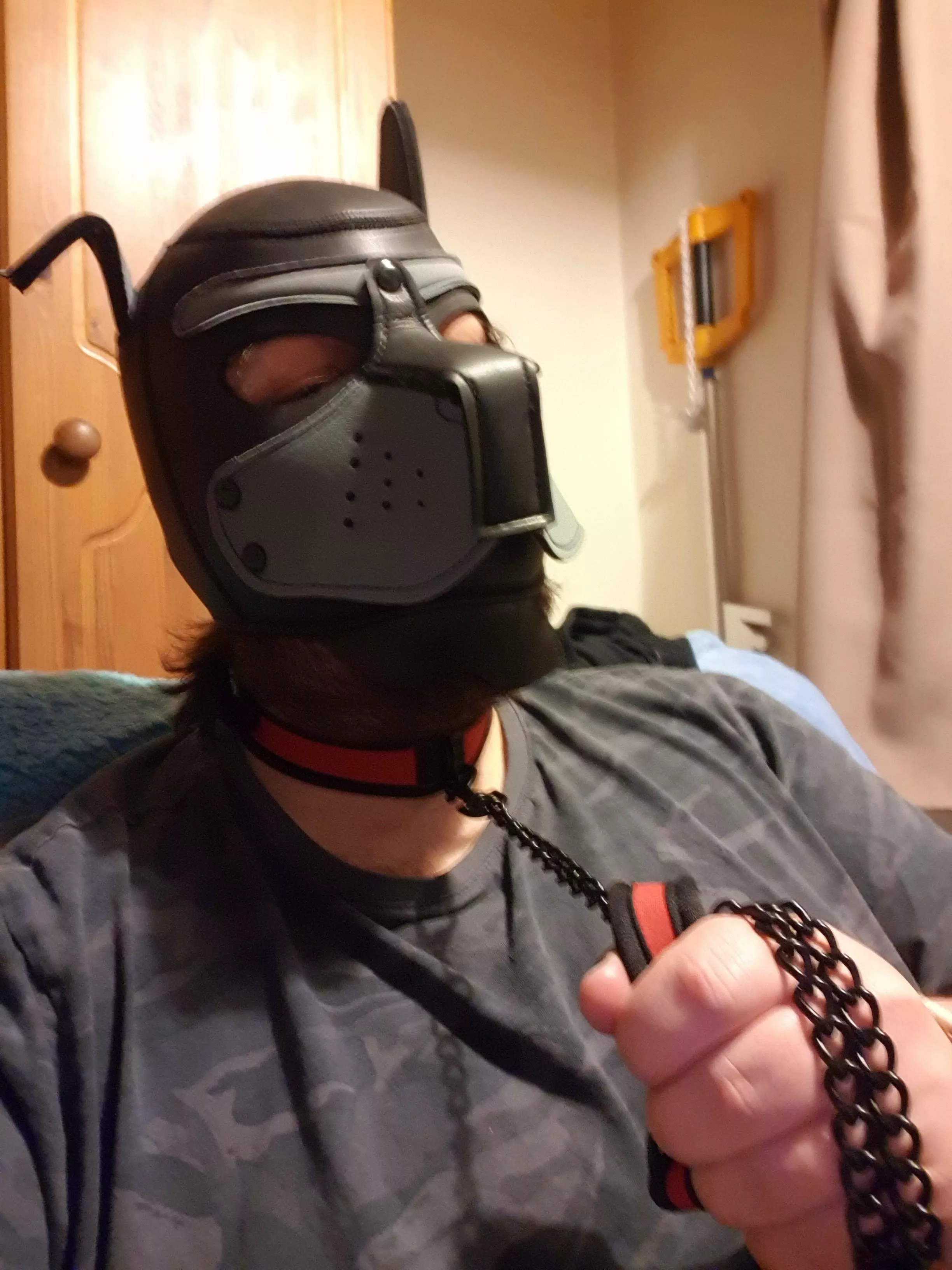 Like my new collar? posted by theunderknight1