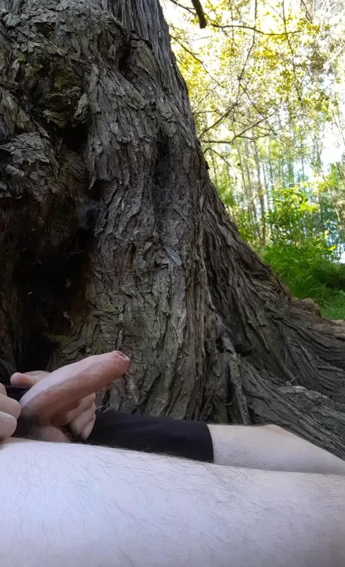 Semi wood in the woods by nousernameyes