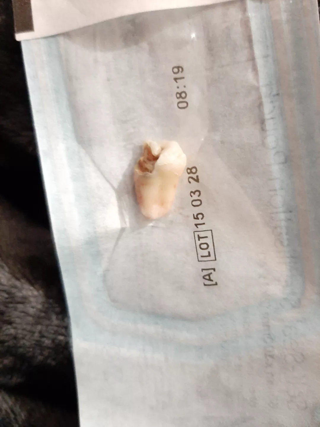 Behold, the Devil in a dental disguise. posted by DG-Doctor-Gecko