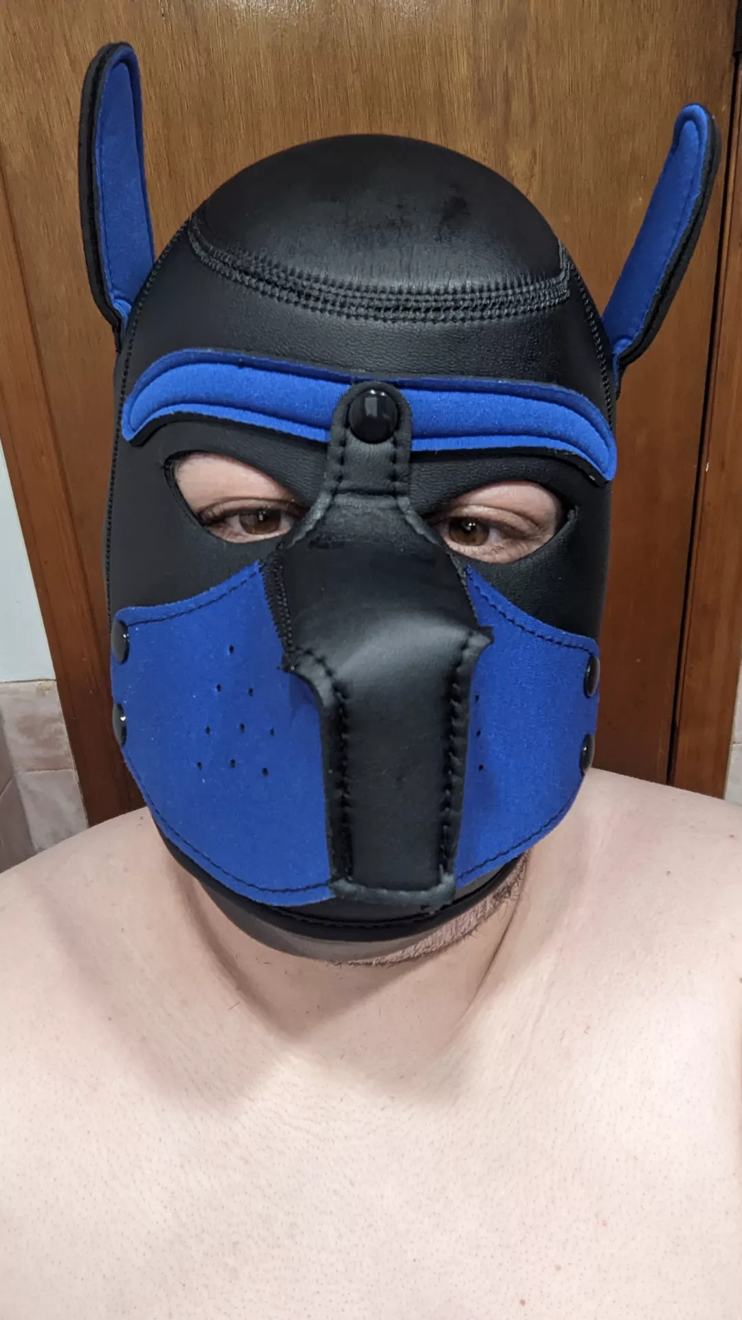 New Pup looking for other pups or pack in NY posted by yohohello69