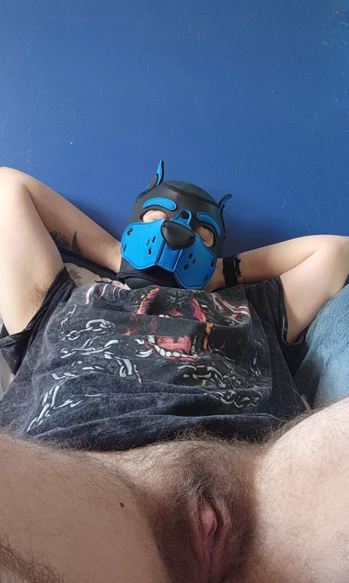 Sunday = Dog Nap Day 🥱 by ftm_free_use