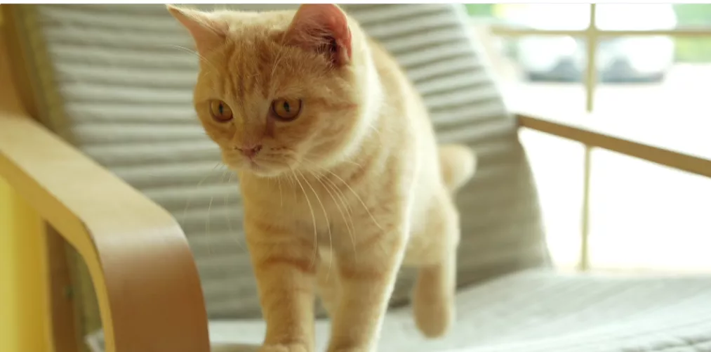 help me to name my cute cat!! by kade_alok