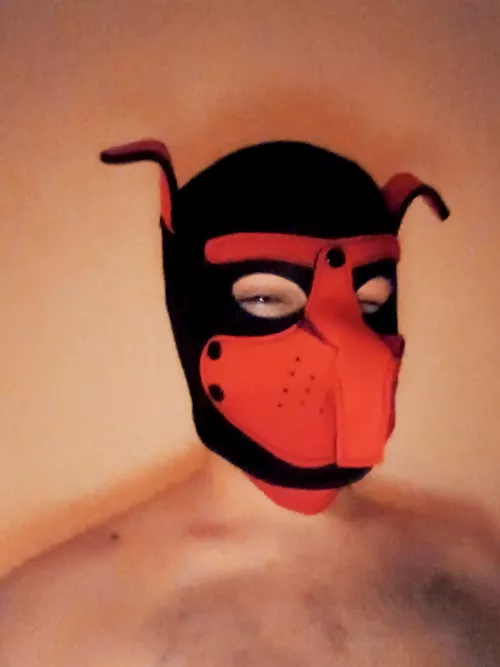 Hi guys. I'm looking for a new puppy friends 👉👈 by SadPuppy19