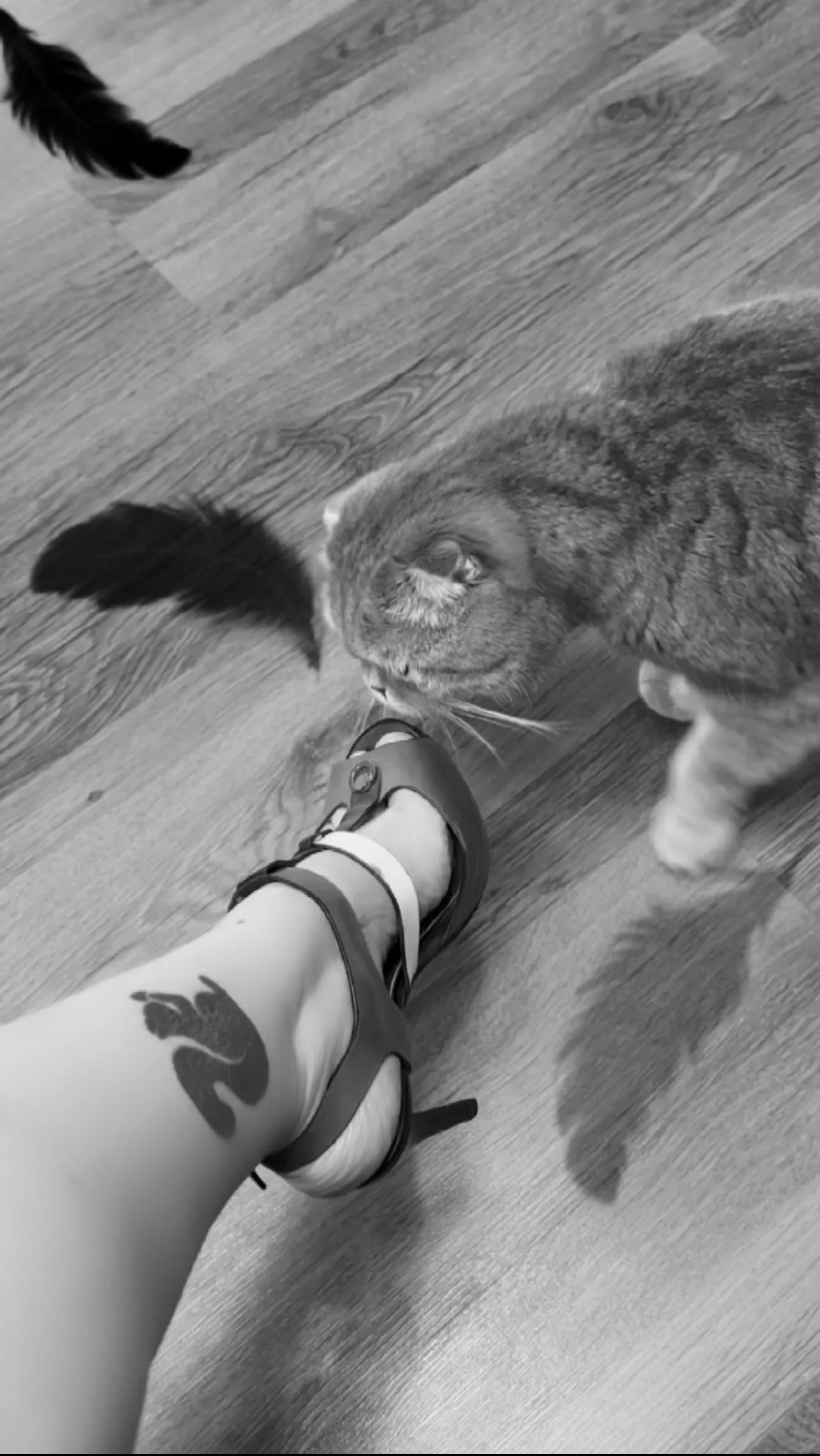 My heel, my cat… posted by Yamaniya_official