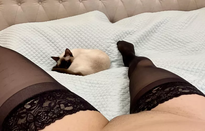 My little asian kitty is silky smooth by Hopoi10