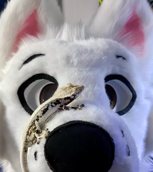 Sticky Gecko! by BoltBitez