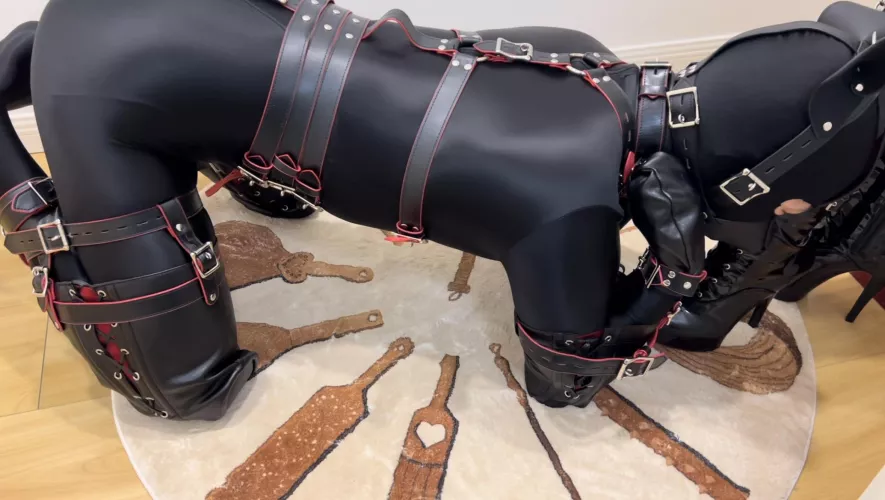 What puppy does when mommy is not home by Rubberslave281