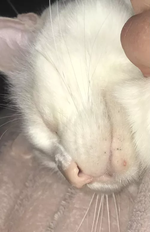 Forbidden pop: a white head… on a white head! Ft. some black heads too by donemessedupthistime