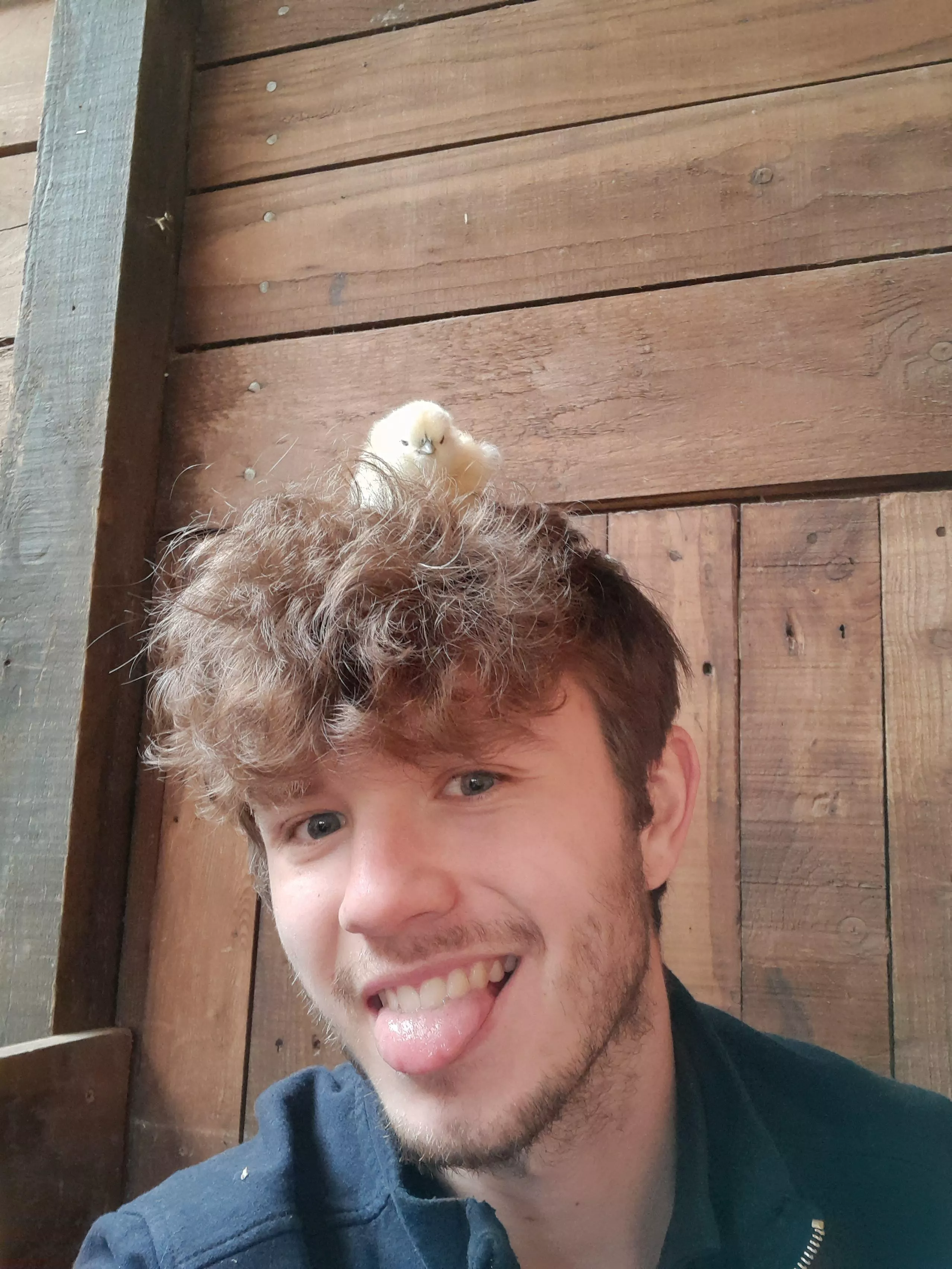 2nd favourite time of the year 🥹 First batch of chicks!  posted by BrbMakingACuppaT