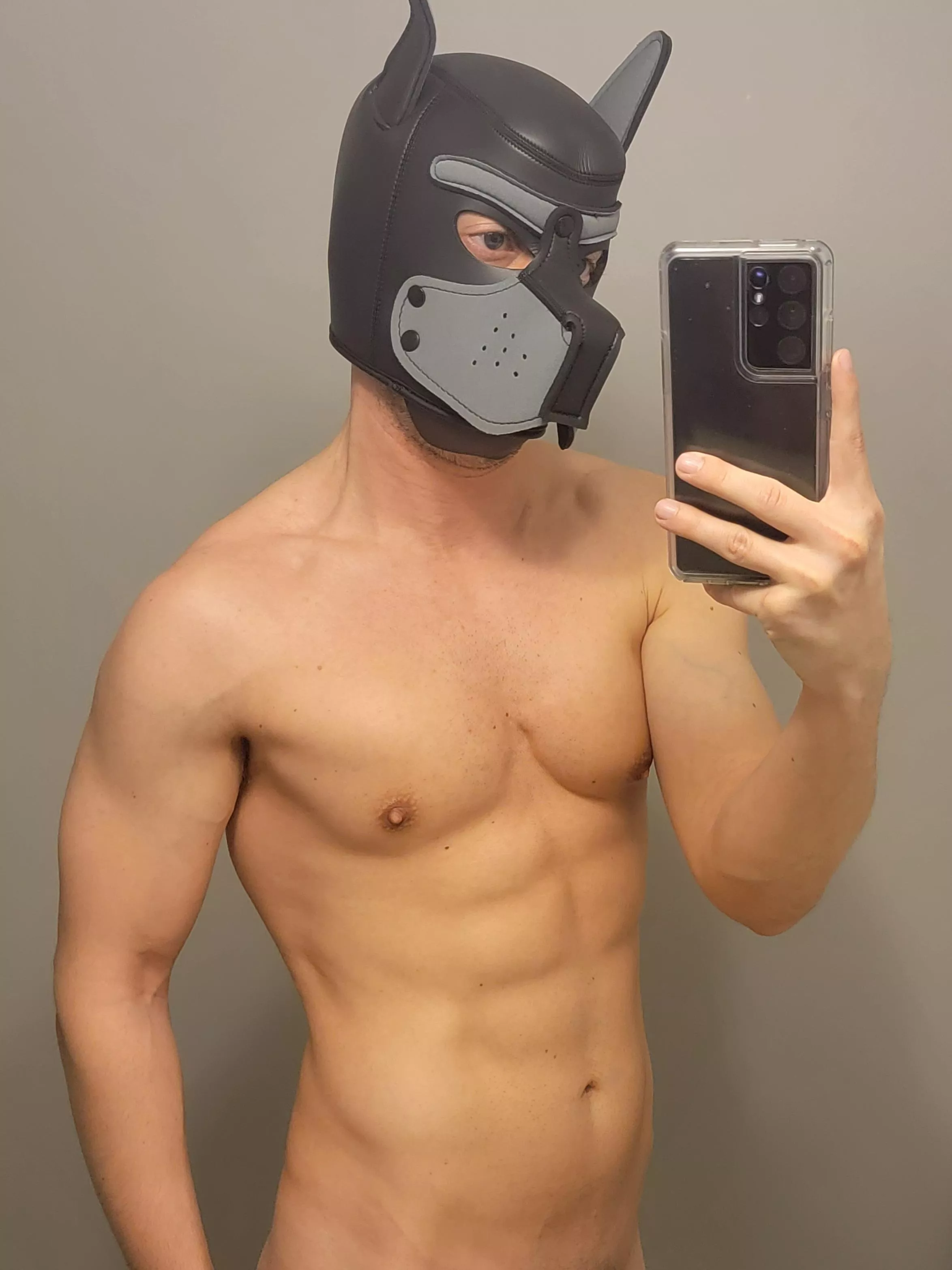 Gym progress is paying off for this pup! posted by PupBond